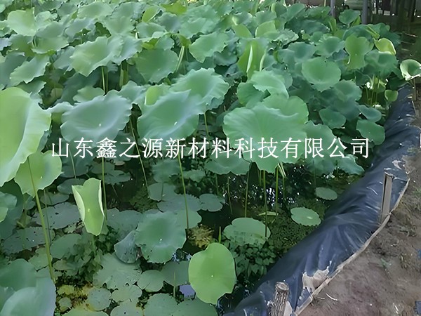 鋪設魚蝦養殖防滲膜，對養殖效率有這些關鍵影響